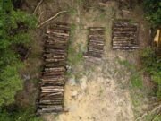 Floresta amazônica é derrubada para construção de estrada para cúpula do clima