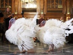 Os perus do Dia de Ação de Graças têm uma ‘estadia luxuosa’ no hotel, enquanto os americanos lutam para colocar comida na mesa