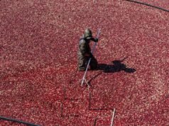 O molho azedo de Natal que contém antioxidantes, fibras e vitaminas