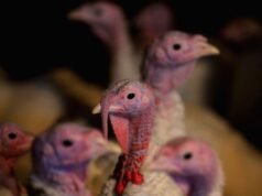 Uma pessoa morreu devido à cepa H5N5 da gripe aviária. Aqui está o que sabemos