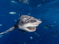 O número de mortes aumenta devido às alterações climáticas e ao aumento da atividade costeira