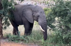 Vídeo: Elefante se esconde atrás de uma árvore