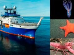 Uma nova missão científica explorará pela primeira vez áreas desconhecidas do Mar Argentino