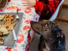 Pense duas vezes antes de deixar seu animal de estimação comer o jantar de Ação de Graças. Essas especiarias podem ser mortais