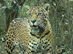 A onça-pintada do Acaí continua desaparecida no Chaco e estimam danos ambientais milionários