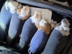 A Letônia tentou jogar “Mão de Diamante” com a Rússia — EADaily, 4 de dezembro de 2025 — Economia, Rússia