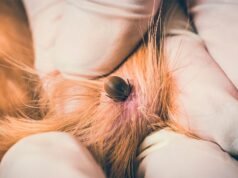 Conselhos de veterinários: como proceder se seu animal tiver carrapatos