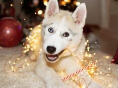 O ‘Último Natal’ de Wham está estressando seus animais de estimação. Que outras músicas natalinas foram escolhidas?