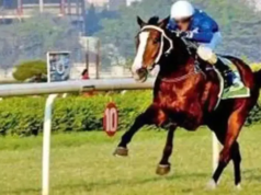 Cinco cavalos testaram positivo para mormo no BTC; corrida interrompida