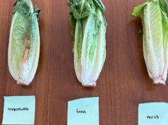 Os sacos de produção realmente mantêm os alimentos frescos por mais tempo? Eu testei 3 para descobrir